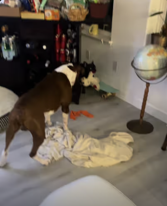 Frenchie Yoda - don’t you even try, this is my toy !